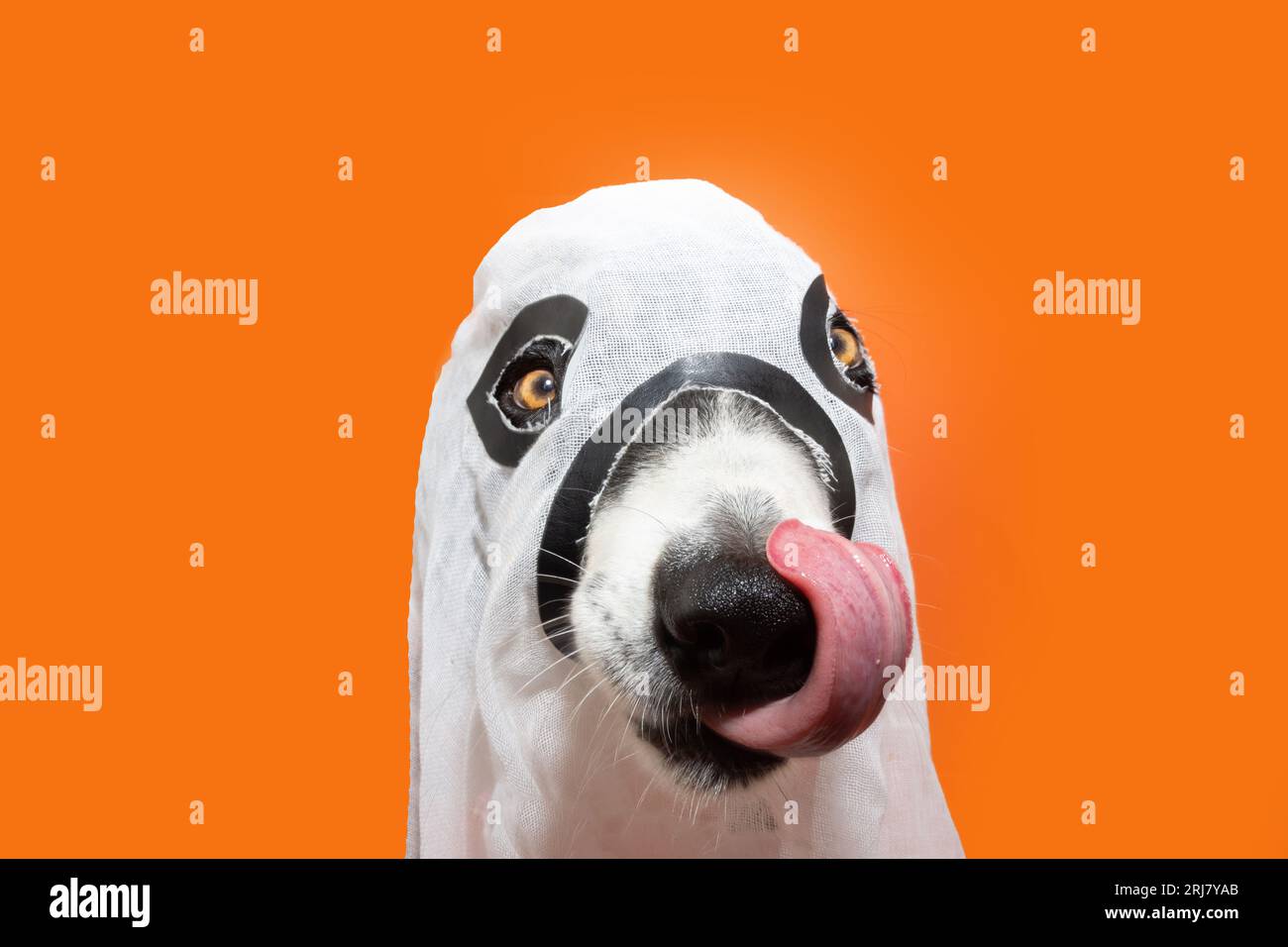 Cane che celebra halloween in costume fantasma leccandosi le labbra con la lingua. Isolato su sfondo arancione Foto Stock