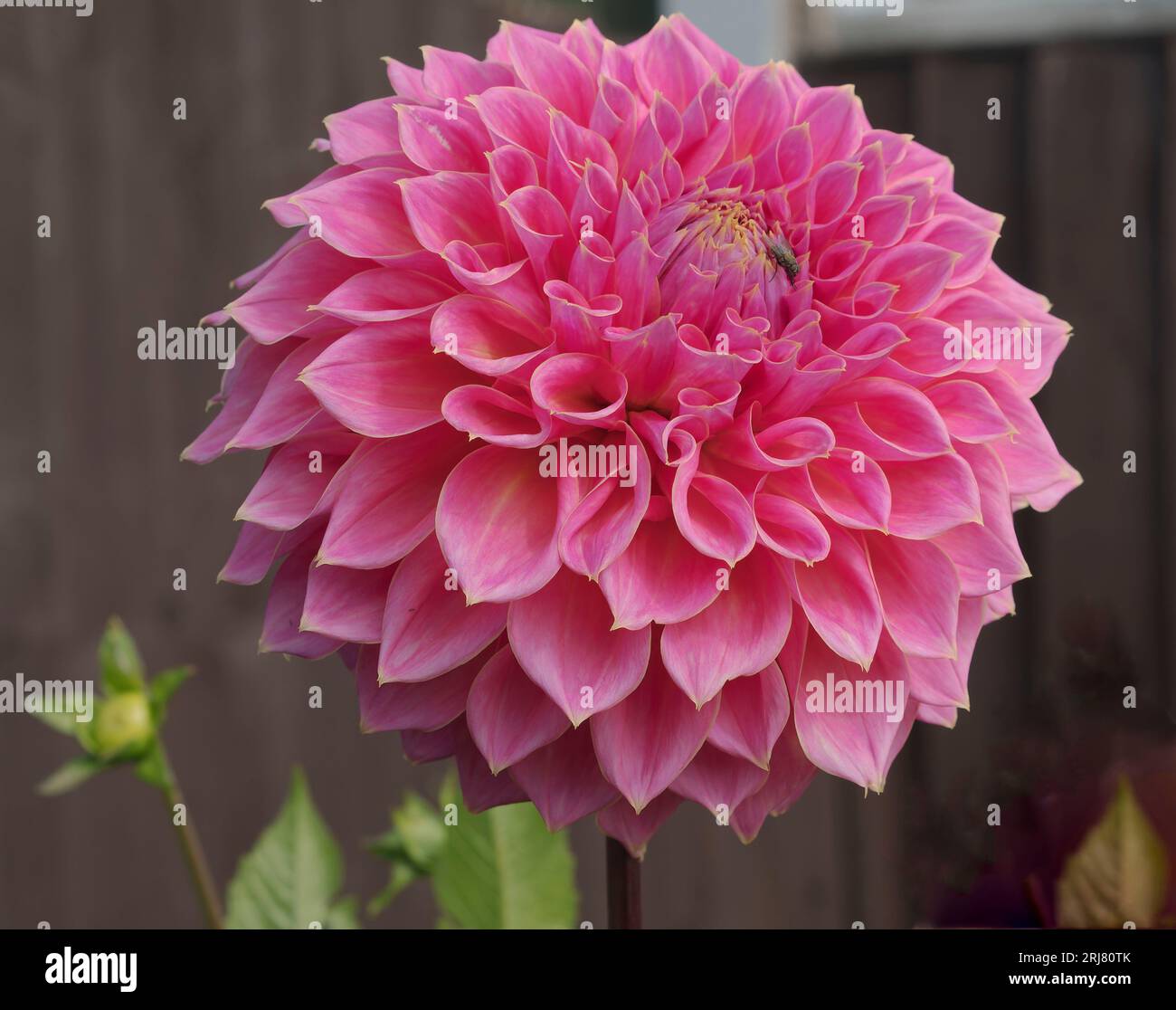 Dahlia, Medium Decorative, Avoca Amanda Foto Stock