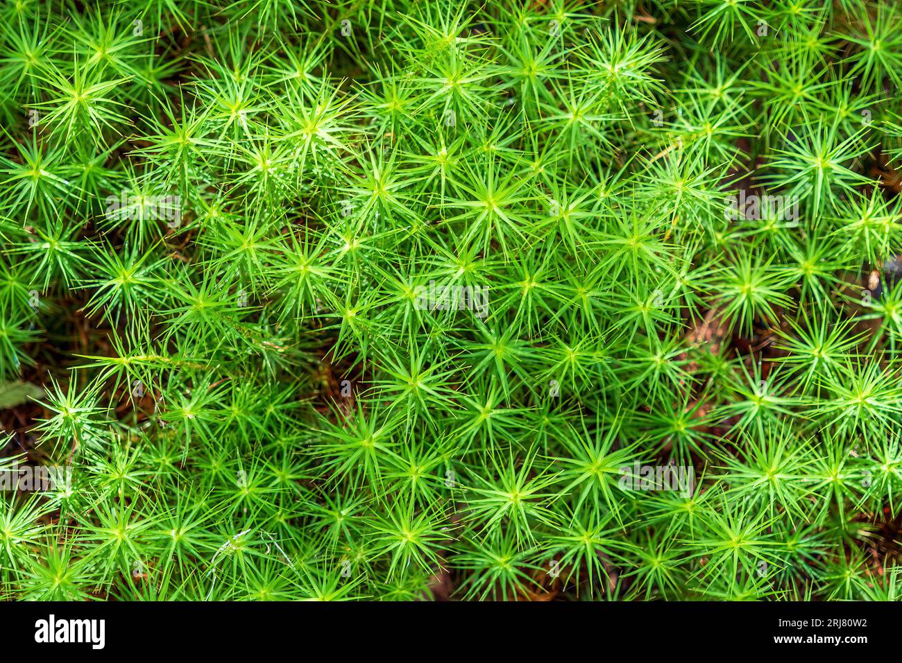 Common Haircap Moss, comune Polytrichum, cresce in grandi aree vicino al terreno in terreni umidi acidi come le foreste. Le sue foglie possono ricordarsi di una o. Foto Stock