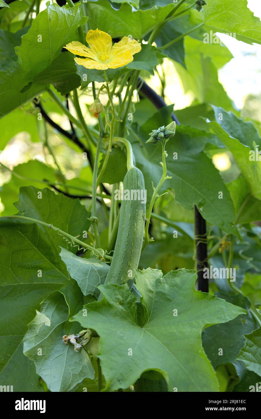 Spugna per piatti in luffa – L'Albero di Amy