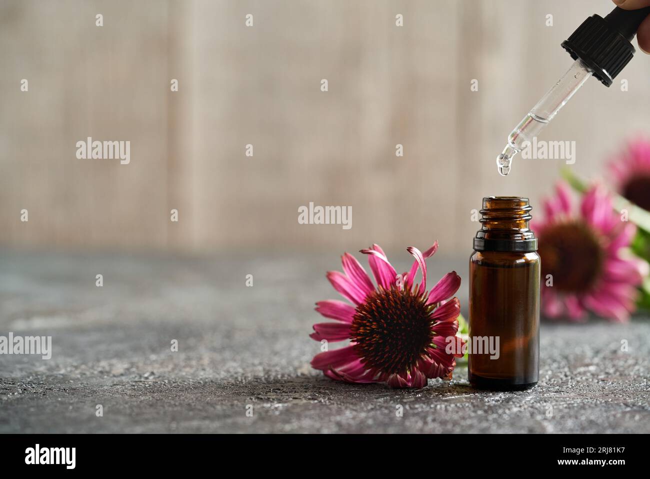 Versare l'olio essenziale di echinacea in una bottiglia di vetro marrone, con spazio per la copia Foto Stock