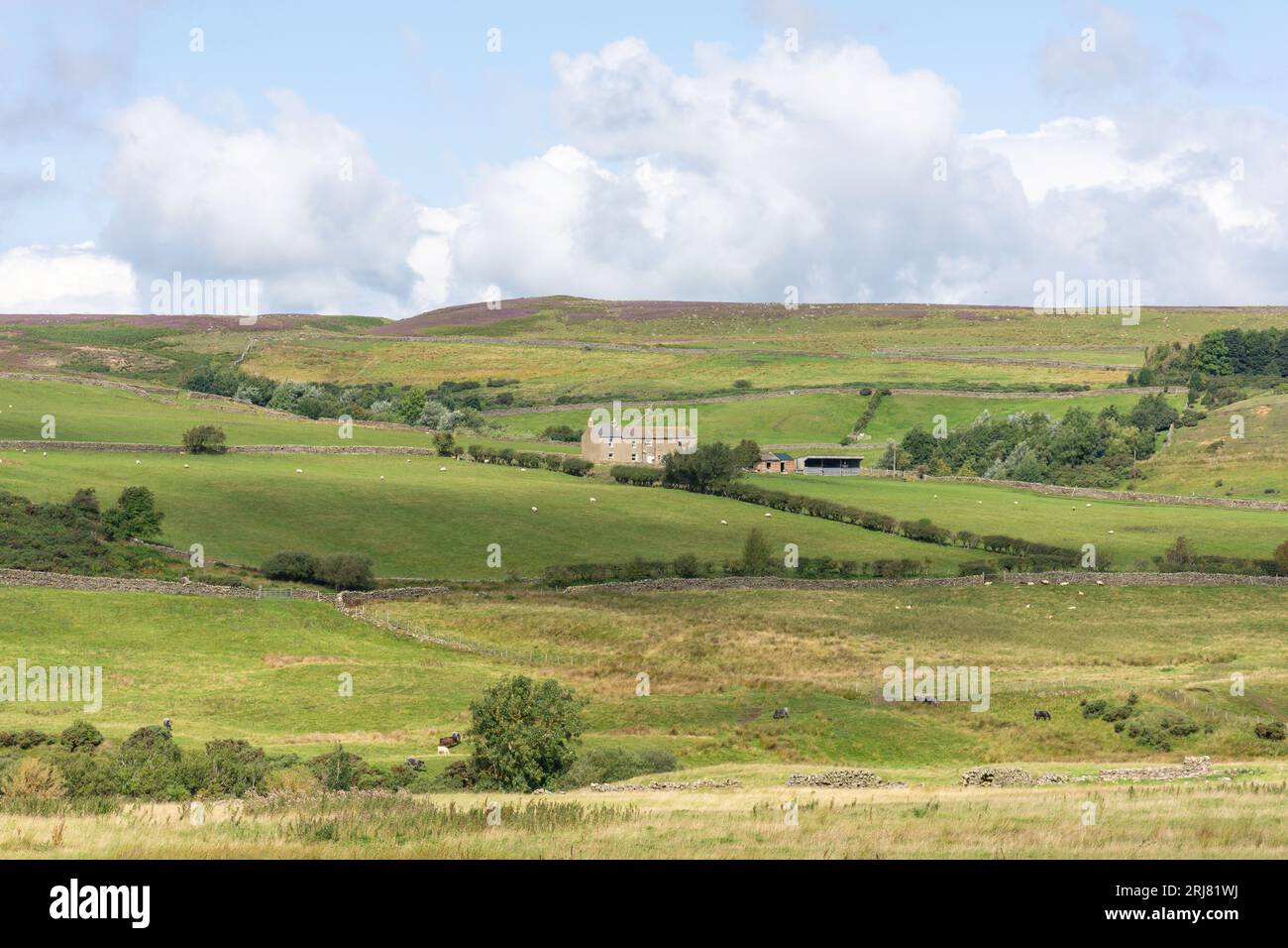 Paesaggio con casale nei North Pennines vicino a Stanhope, County Durham, Inghilterra, Regno Unito Foto Stock