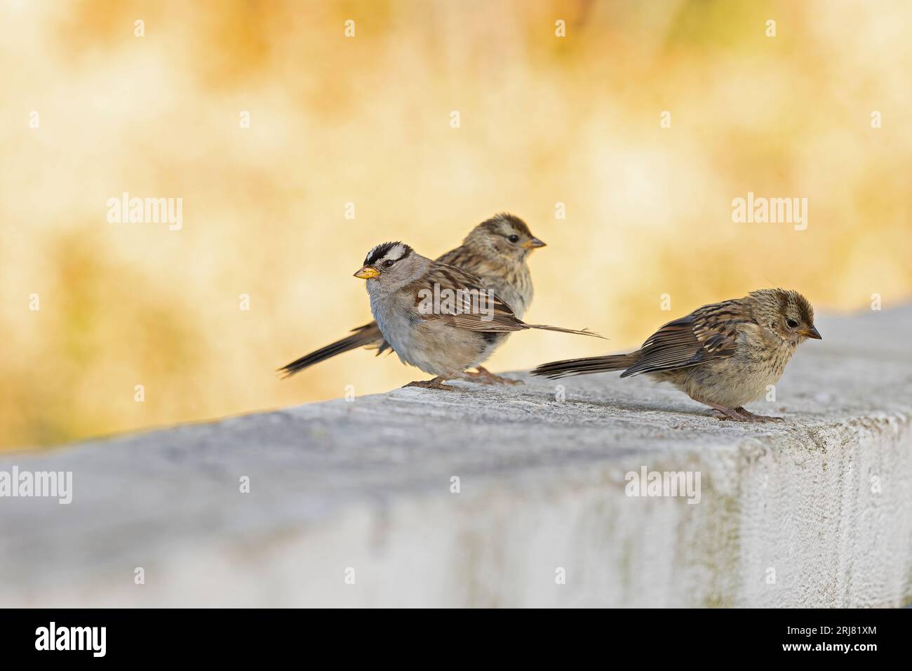 Un passero adulto dalla corona bianca (Zonotrichia leucophrys) riposa con i suoi giovani. Foto Stock