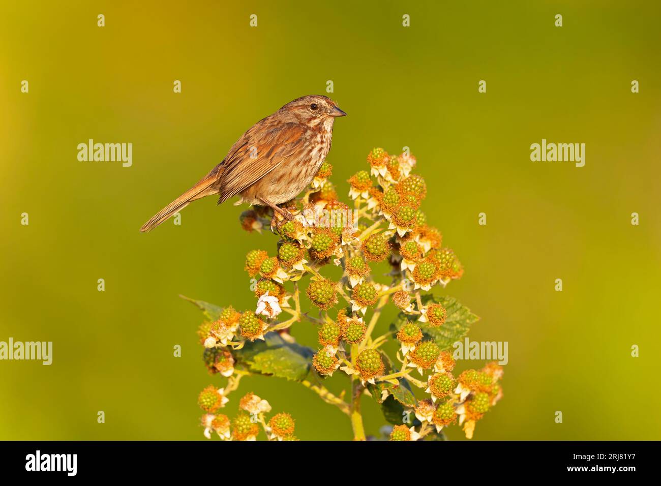 Il passero canoro (Melospiza melodia) arroccato su un cespuglio di frutti di bosco. Foto Stock