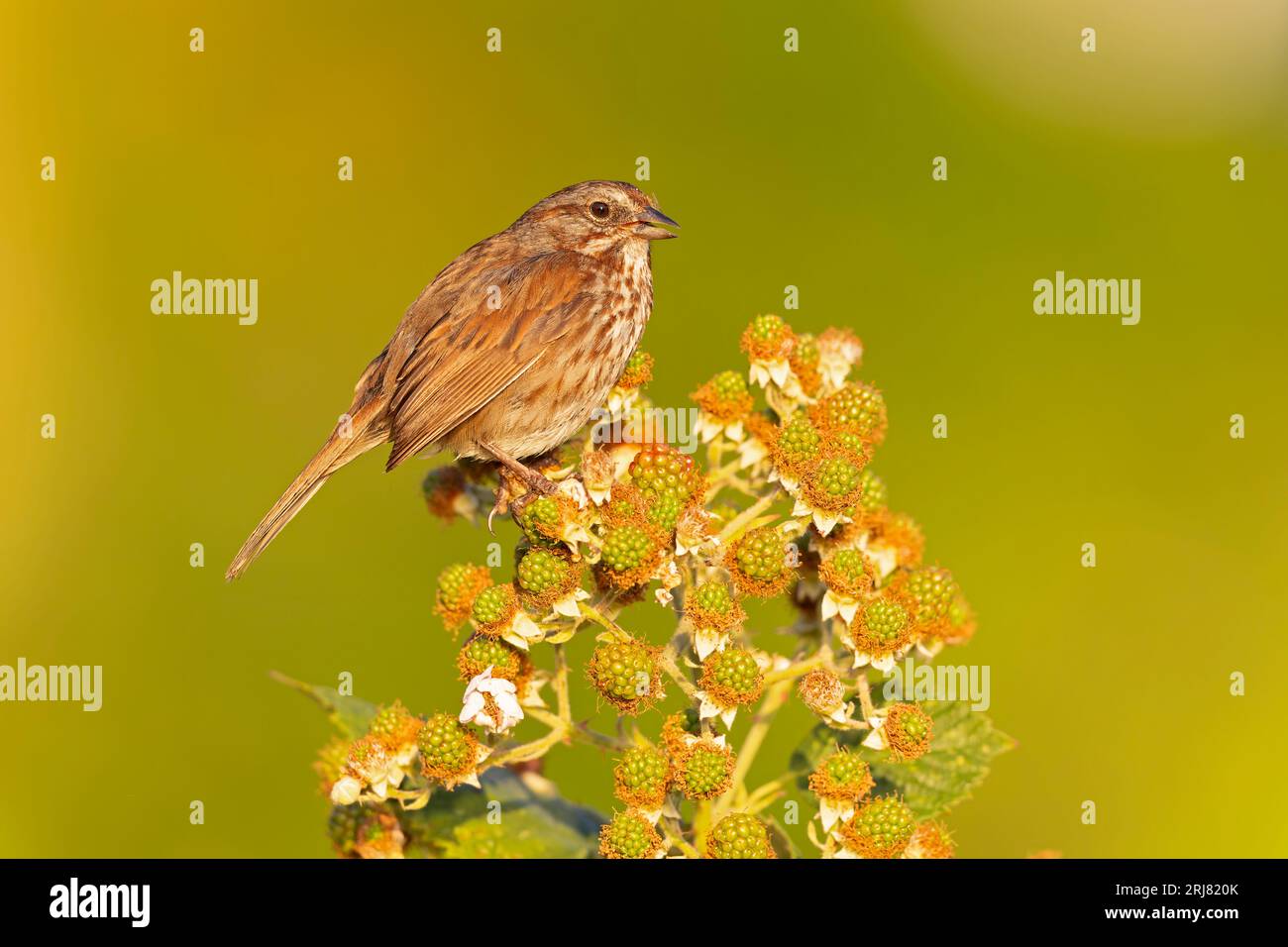 Il passero canoro (Melospiza melodia) arroccato su un cespuglio di frutti di bosco. Foto Stock