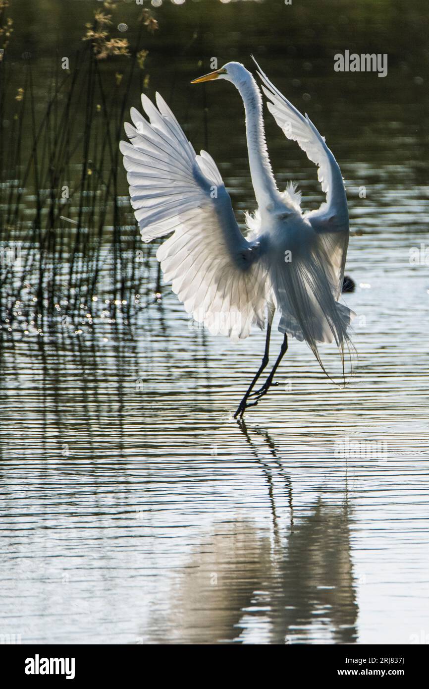 Un grande egret per adulti che arriva per un atterraggio con ali allungate e retroilluminate, formato verticale, estero llano grande State Park, weslaco, texas, usa Foto Stock