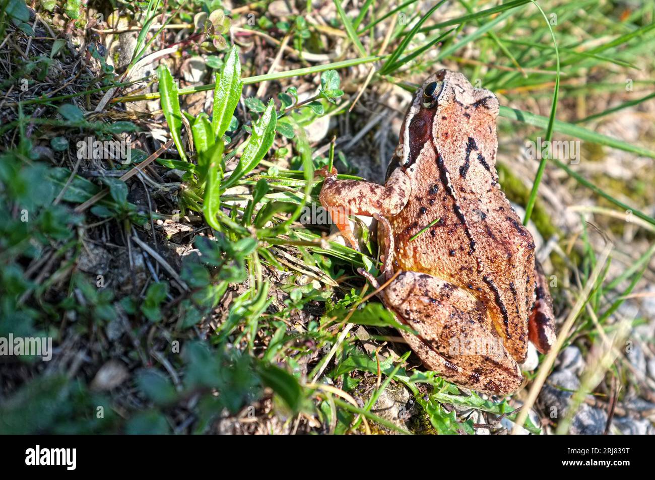 Rana del gruppo delle rane rosse (Anura) tra il fogliame. Foto Stock