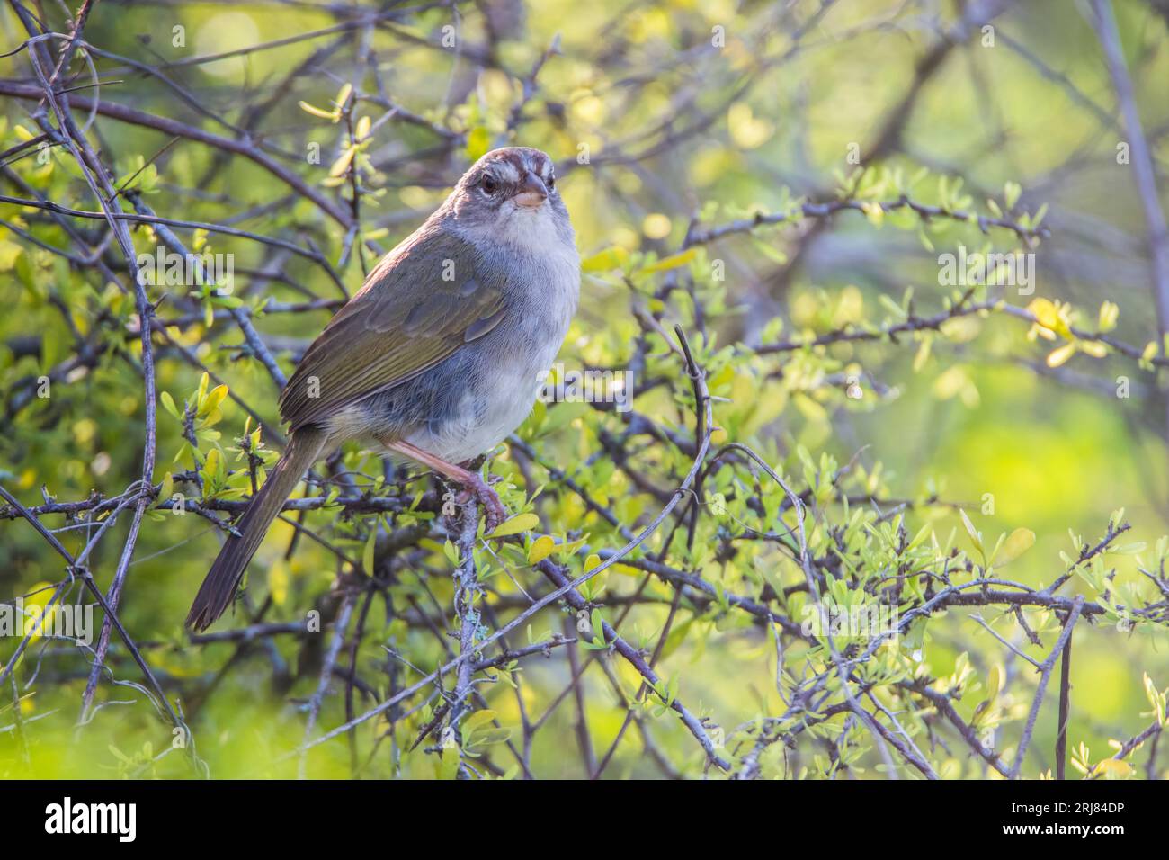 Il passero d'olivo si affaccia sullo spettatore con un pennello spesso, strisce sul volto ovvio, riserva naturale nazionale di atascosa, vista sulla baia, brownsville, texas, usa Foto Stock