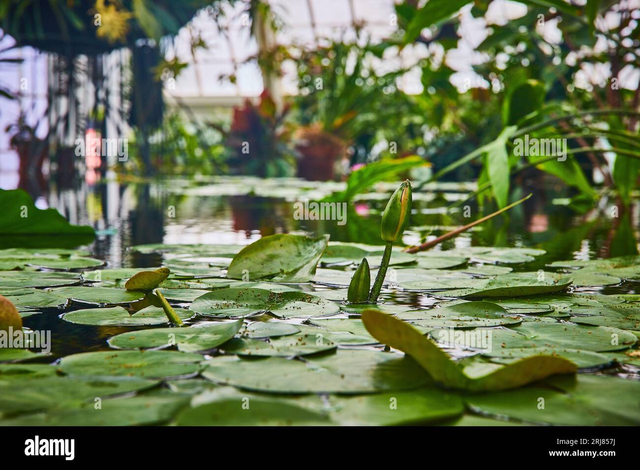 Primo piano di fiori in erba sulla superficie dell'acqua con tamponi di giglio e fondo di veranda Foto Stock