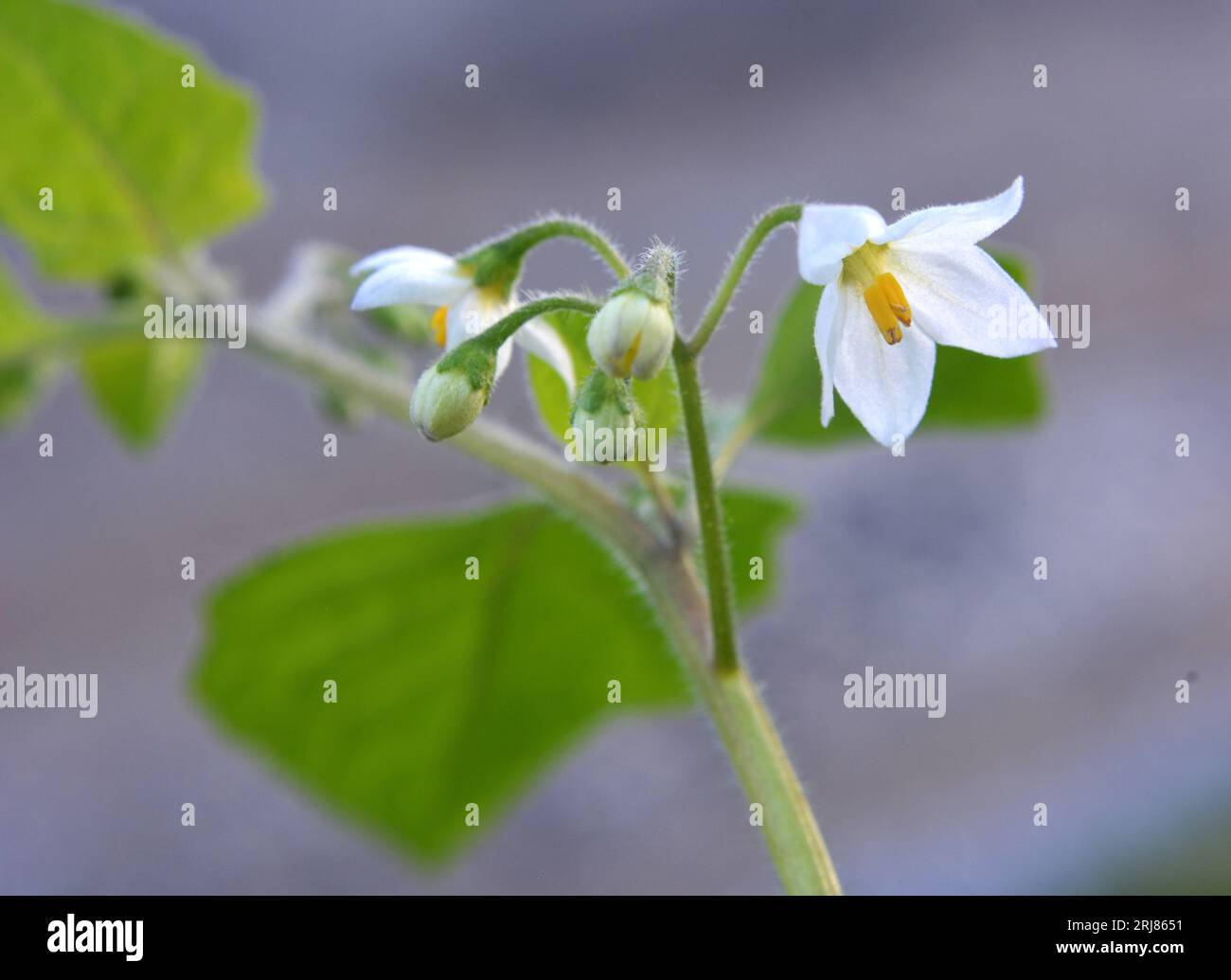 In natura cresce pianta con bacche velenose da notte (Solanum nigrum) Foto Stock