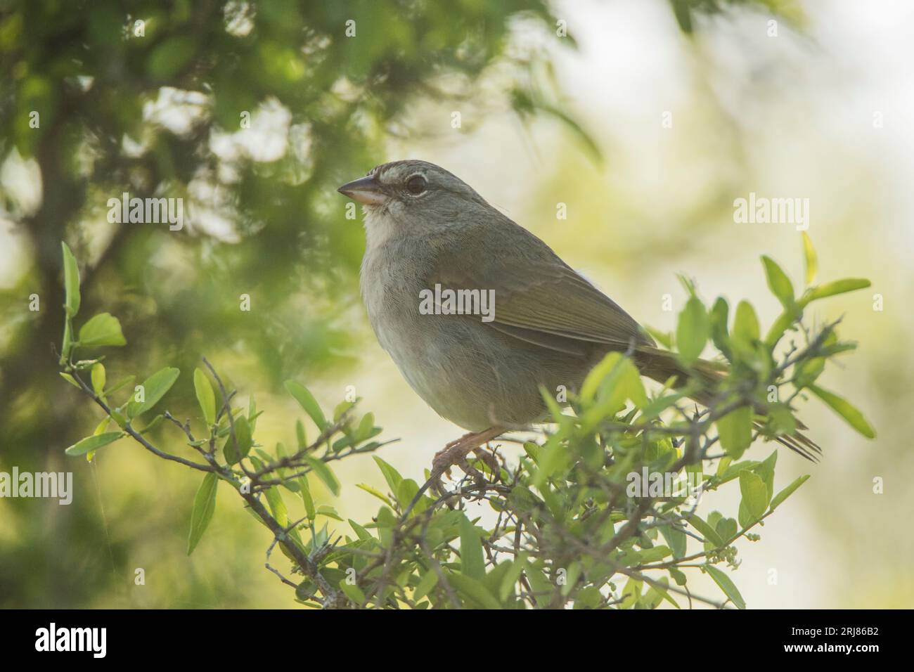 Profilo del passero d'oliva adulto in un pennello spesso, habitat incluso, riserva naturale nazionale di atascosa, vista sulla baia, texas, stati uniti Foto Stock