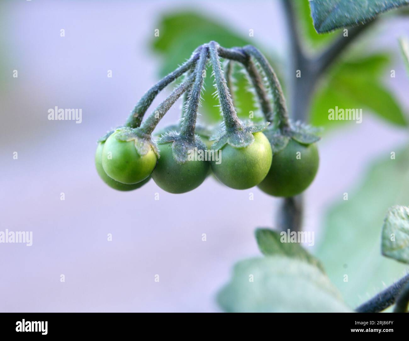 In natura cresce pianta con bacche velenose da notte (Solanum nigrum) Foto Stock