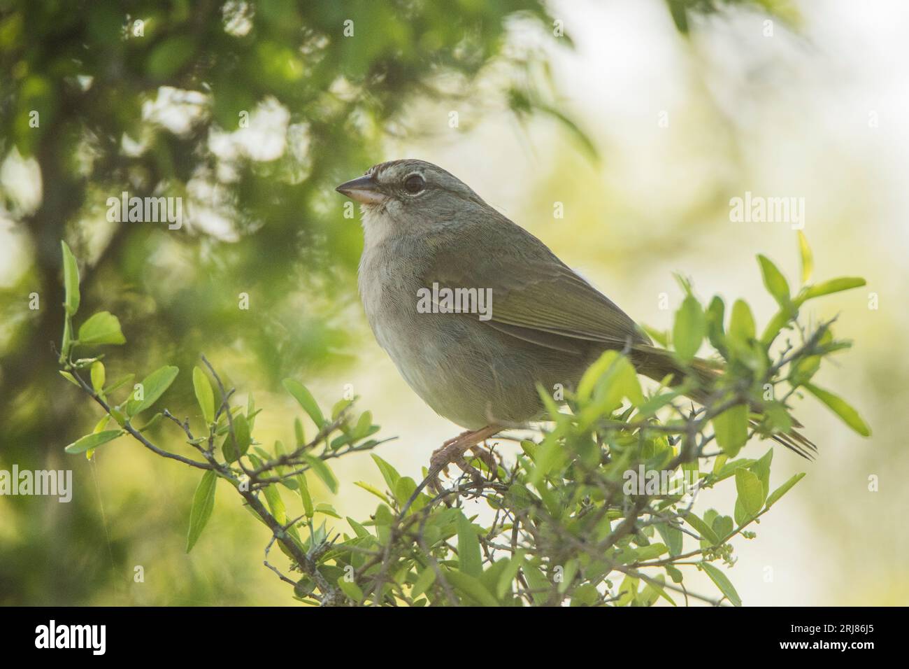 Profilo del passero di olivo adulto in un fitto cespuglio, valido per l'identificazione, riserva naturale nazionale di atascosa, vista baia, texas, usa Foto Stock