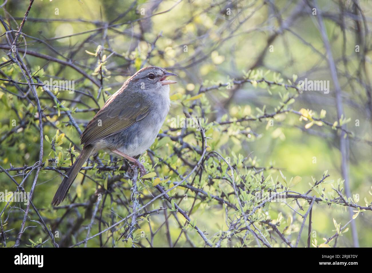 Profilo del passero di olivo adulto in un fitto cespuglio, valido per l'identificazione, riserva naturale nazionale di atascosa, vista baia, texas, usa Foto Stock