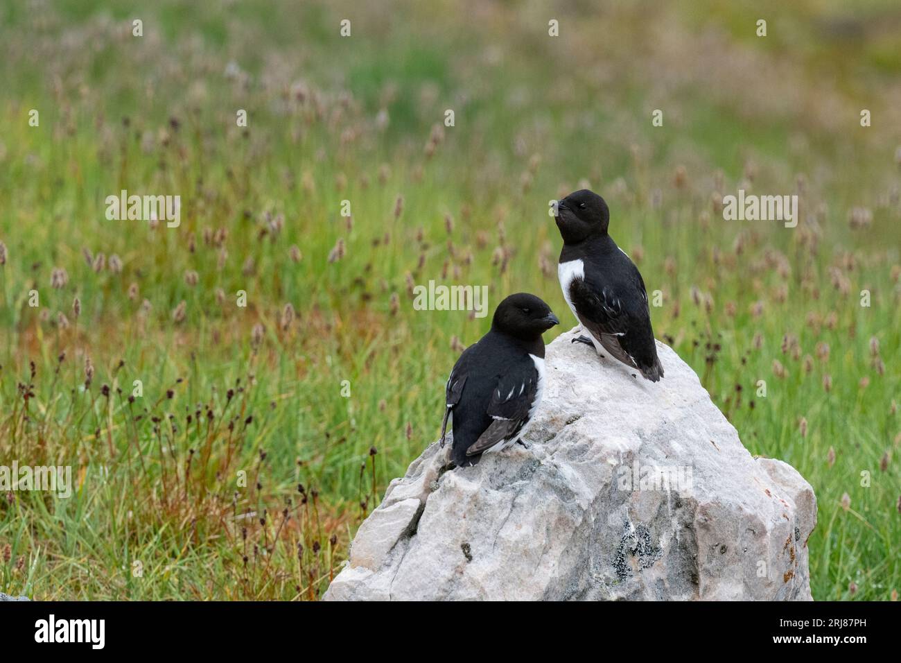 Groenlandia nordoccidentale, Thule Bay. Piccola colonia di nidificazione di alca. AKA dovekie (alle alle alle) alca piccolina adulta con custodia completa per il trasporto di cibo. Foto Stock