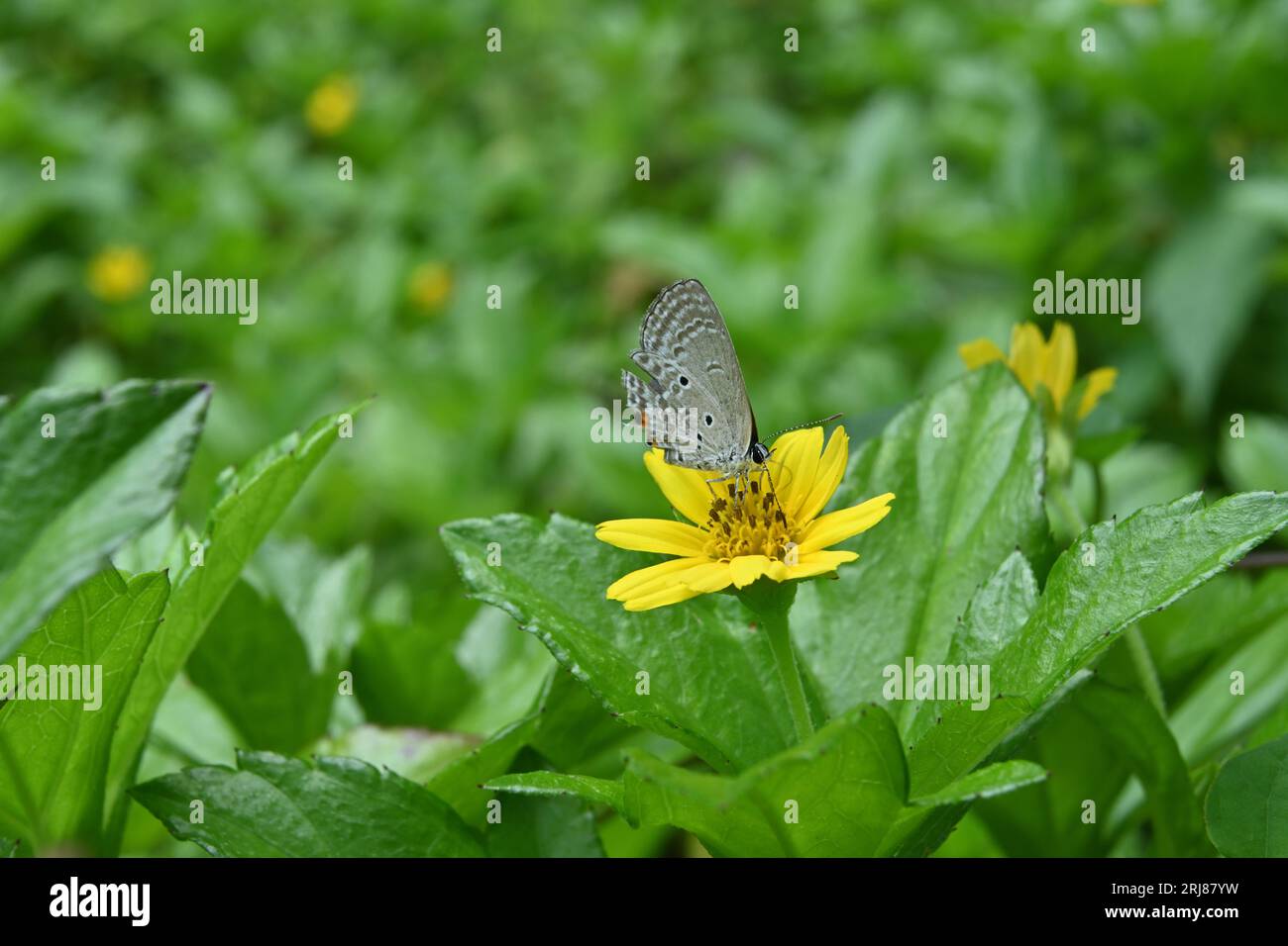 Vista delle ali inferiori di una farfalla Cupida delle Pianure (Luthrodes Pandava) che cerca di raccogliere nettare da un fiore di margherita di Singapore Foto Stock