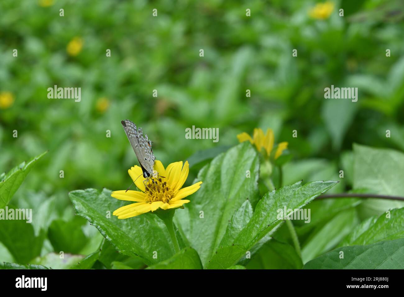 Vista frontale di un nettare della farfalla Cupida delle pianure da un fiore di margherita di Singapore (Sphagneticola Trilobata) Foto Stock