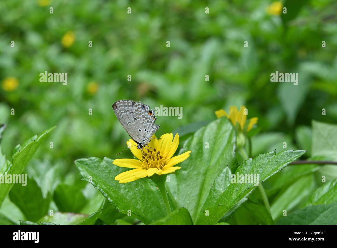 Una farfalla Cupida delle Pianure o anche conosciuta come il blu delle Cicadi sta bevendo nettare da un fiore di margherita di Singapore (Sphagneticola Trilobata) Foto Stock