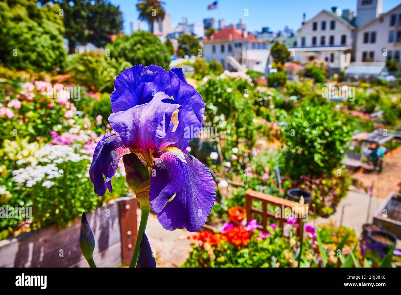 Fiore blu pregiato con petali viola macro e ampia vista del giardino fiorito sfocato sullo sfondo Foto Stock