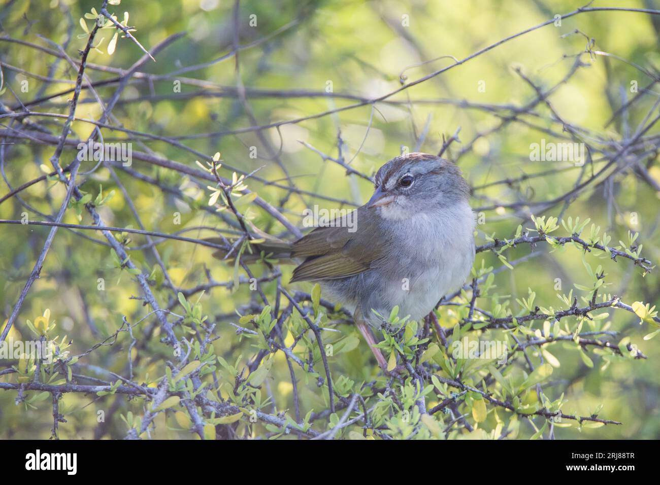 Profilo del passero di olivo adulto in un fitto cespuglio, valido per l'identificazione, riserva naturale nazionale di atascosa, vista baia, texas, usa Foto Stock