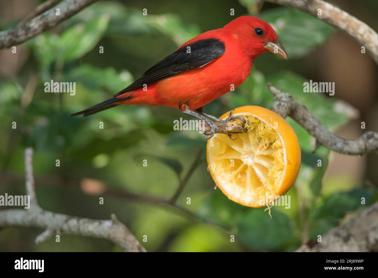 profilo di un tanager scarlatto maschio adulto su una fetta d'arancia, south padre island, texas, usa Foto Stock