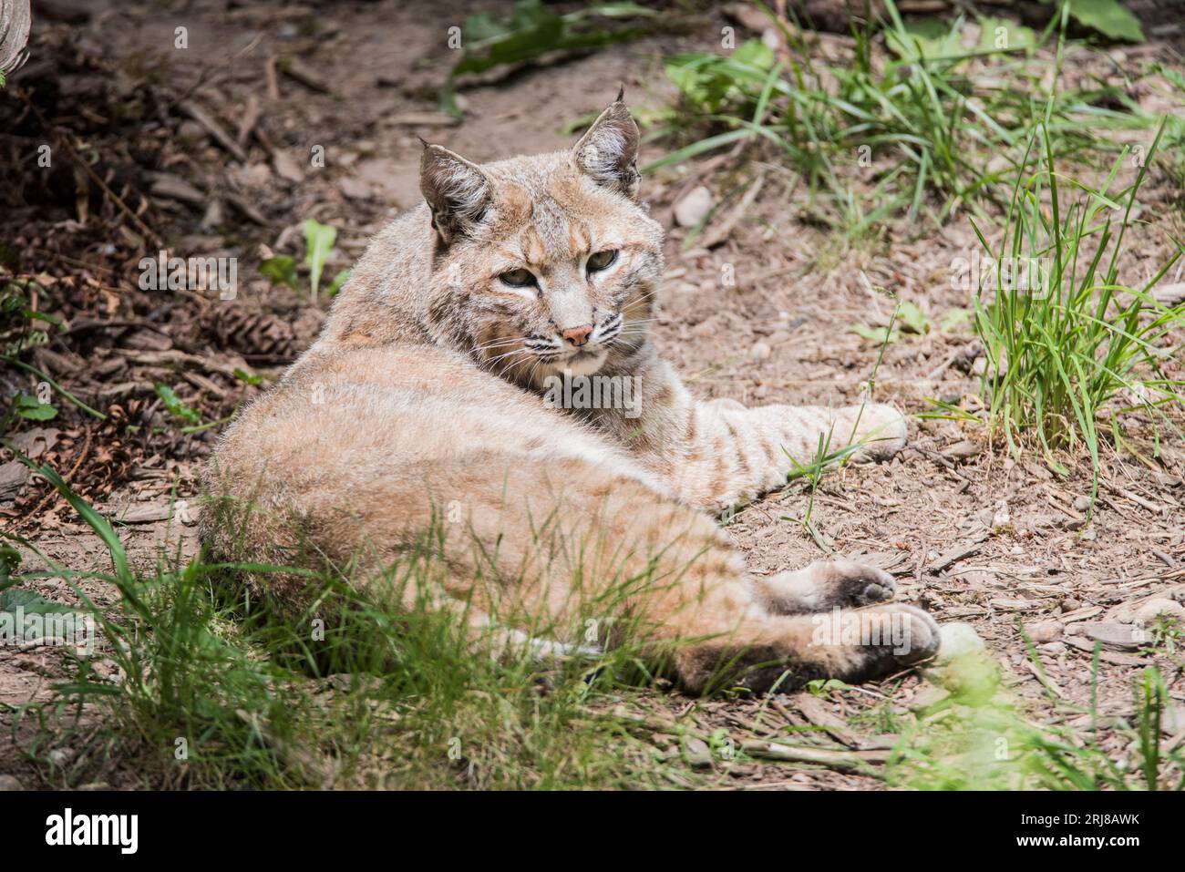 Il bobcat (Lynx rufus), noto anche come lince rossa, è un gatto di medie dimensioni originario del Nord America. Si estende dal Canada meridionale attraverso la maggior parte del Foto Stock