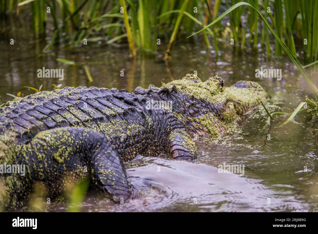 Un grande alligatore americano si trova in un'imboscata, la testa è ricoperta di muschio verde come mimetismo, brazos Bend, texas, usa Foto Stock