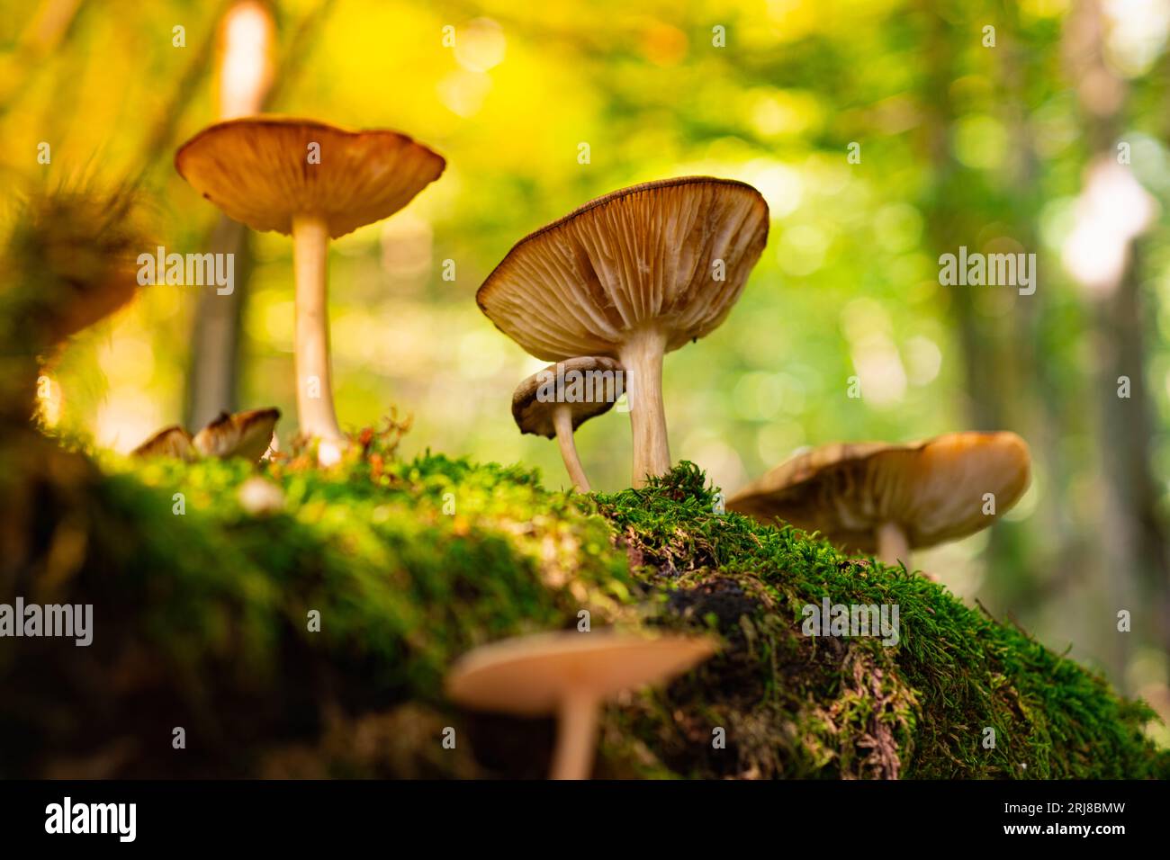 Splendidi funghi lamellari crescono su un albero marcio caduto ricoperto di muschio nella foresta. Bella foto di funghi selvatici. La natura della Germania, Foto Stock
