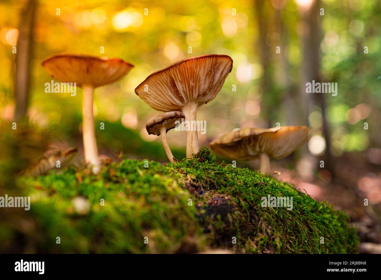 Splendidi funghi lamellari crescono su un albero marcio caduto ricoperto di muschio nella foresta. Bella foto di funghi selvatici. La natura della Germania, Foto Stock