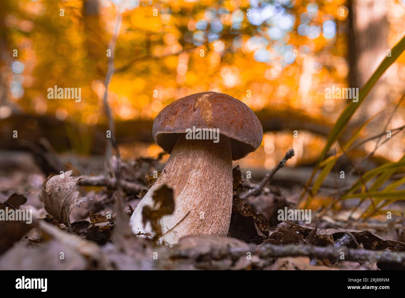 Bellissimo, forte e intatto dagli insetti, fungo CEP in una scena forestale tra foglie cadute al sole. Fungo forestale con un edul di Boletus berretto marrone Foto Stock