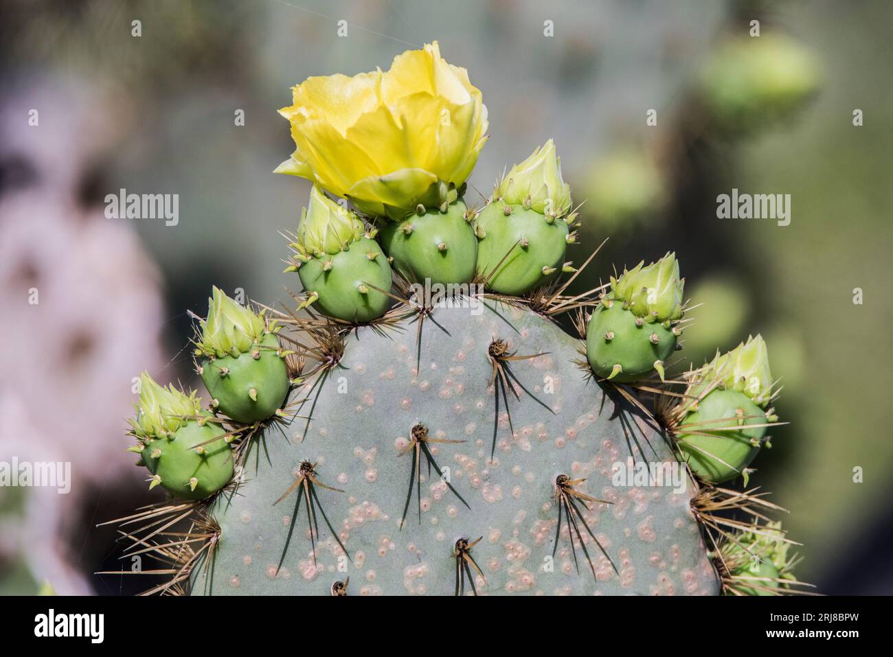 Nopali commestibili o tamponi di cactus da cactus di fico d'India, con gemme in cima, uno in fiore suggerisce concetti: Early adopter, leadership, leader Foto Stock