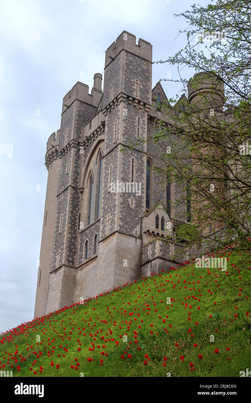 L'altitudine sud-est dello spettacolare castello di Arundel, Arundel, West Sussex, Inghilterra, Regno Unito, con piantagioni di tulipani di Oxford che coprono il primo piano Foto Stock