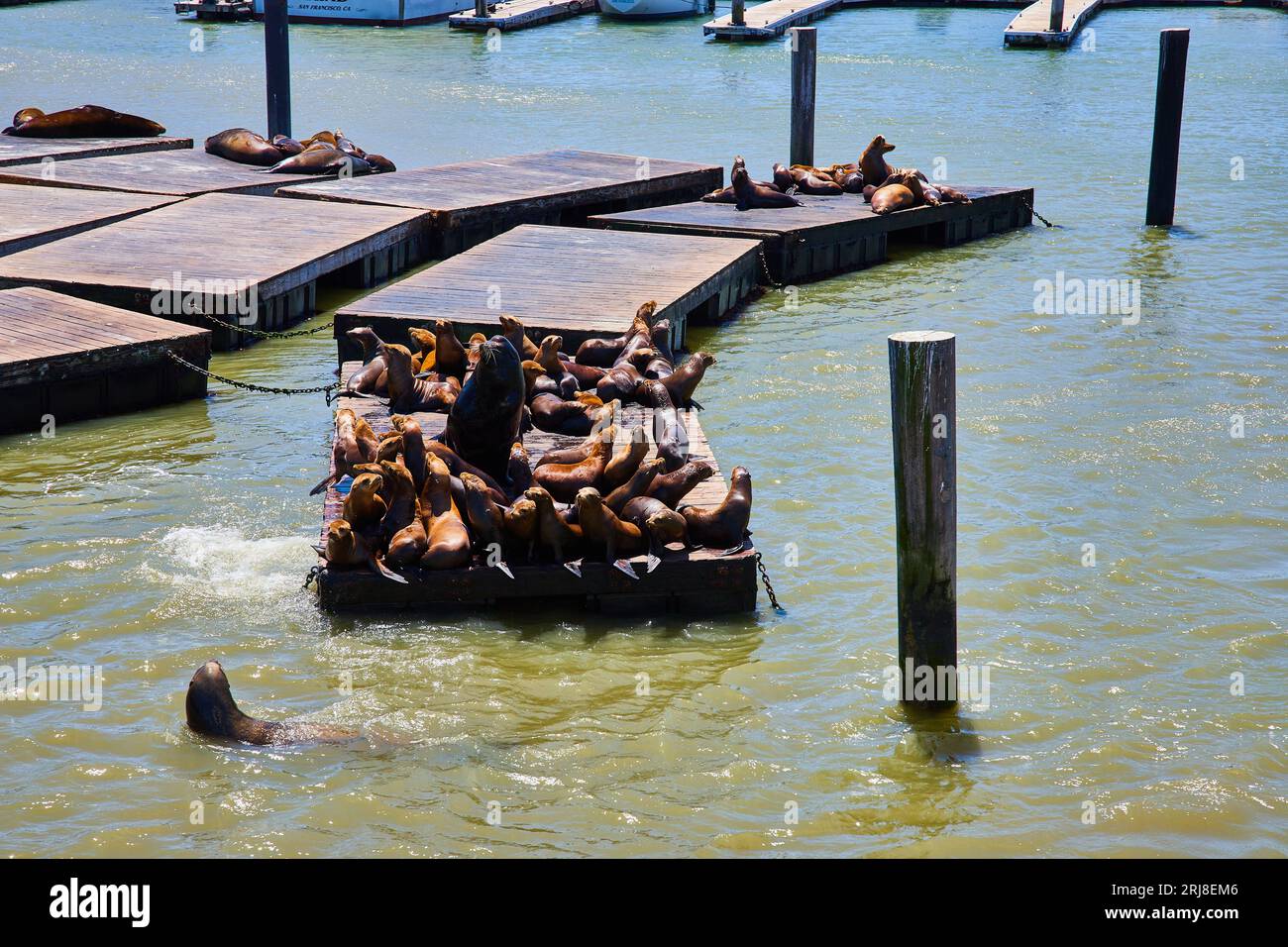 Un leone marino solitario che nuota intorno a un luogo affollato per fare il bagno con i leoni marini al molo 39 Foto Stock