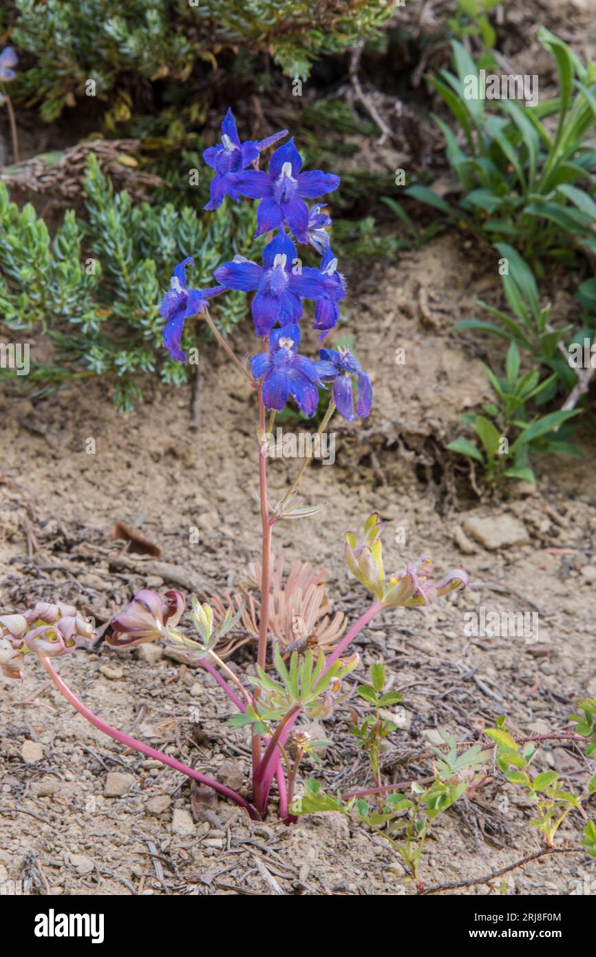 Primo piano dell'intera scivolata di roccia blu, del fiore selvatico di penstemon sul crinale dell'uragano, del parco nazionale olimpico, di washington, usa Foto Stock