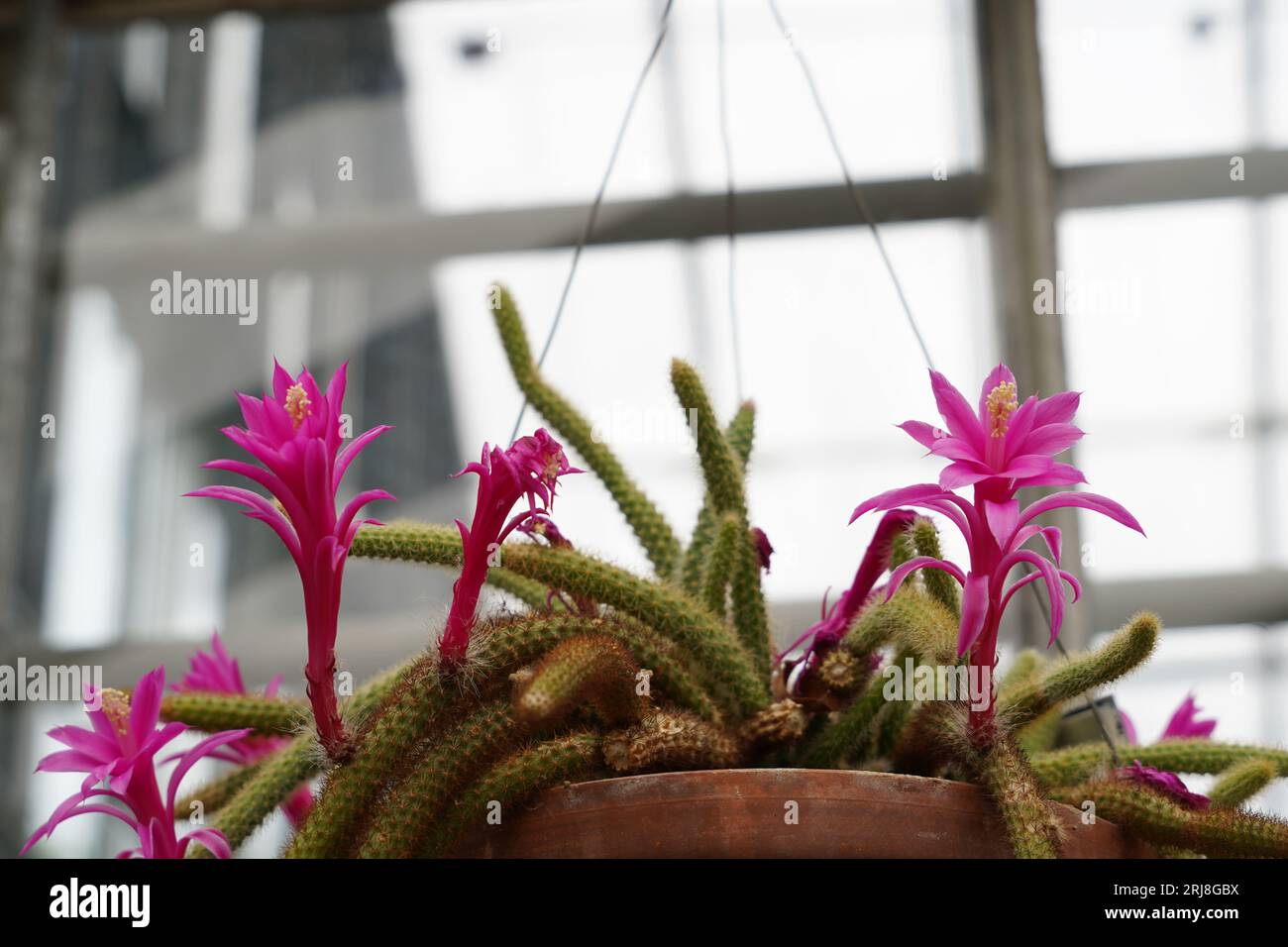 Cactus Foxtail in fiore. In latino è chiamato Cleistocactus vulpis-cauda. Vista frontale di un cactus sospeso in un vaso in un giardino botanico. Foto Stock