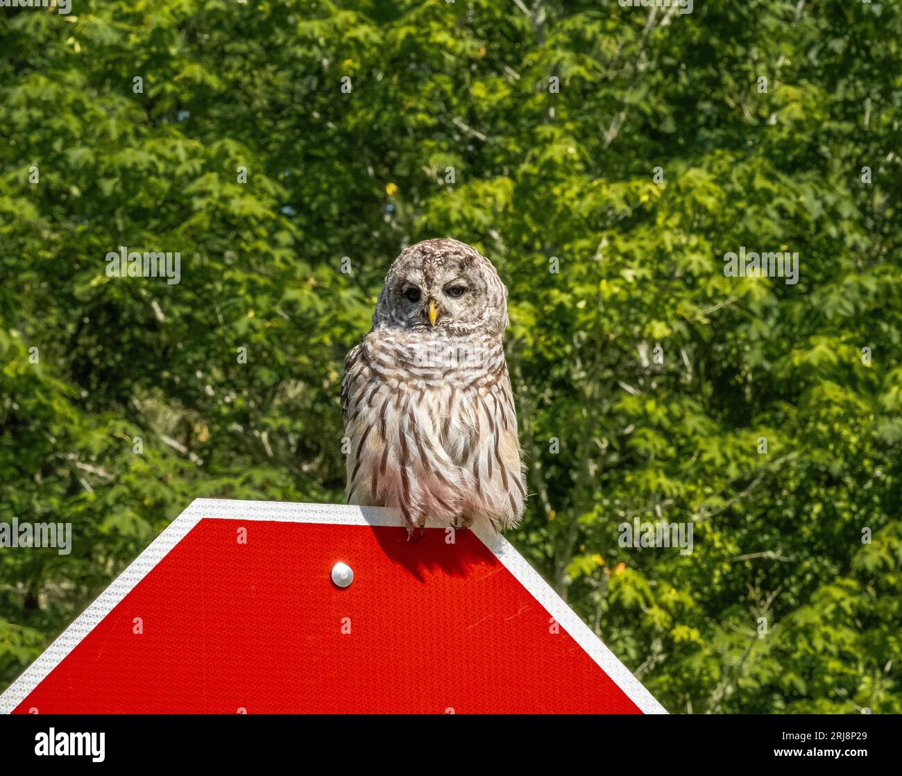 Barred Owl on a Stop Sign, Bainbridge Island, Washington Foto Stock