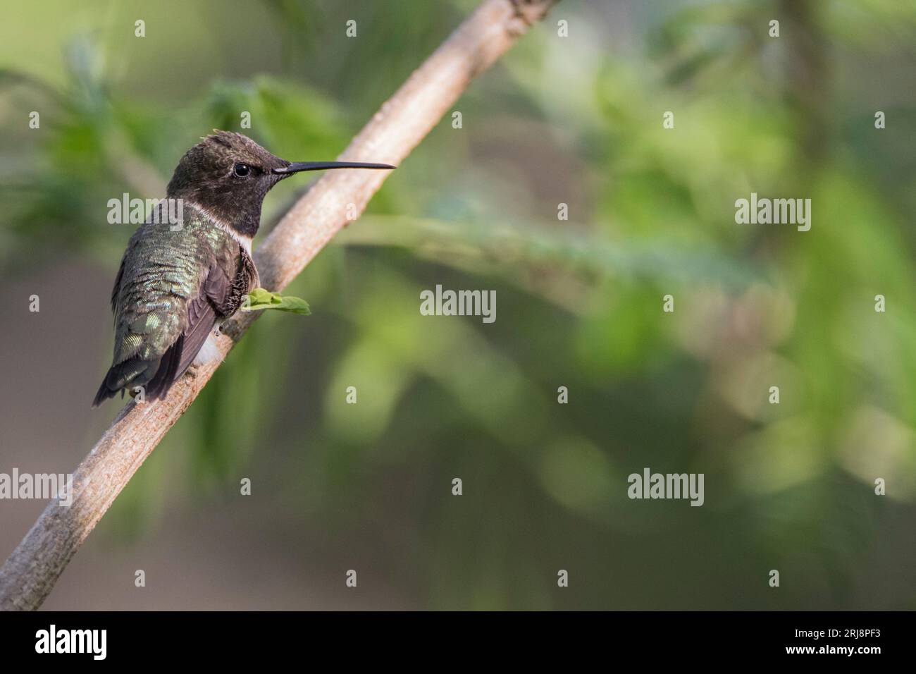 Un colibrì maschio con il mento nero seduto su un ramo con spazio editoriale a destra. Habitat incluso, isola sud padre, texas, stati uniti Foto Stock