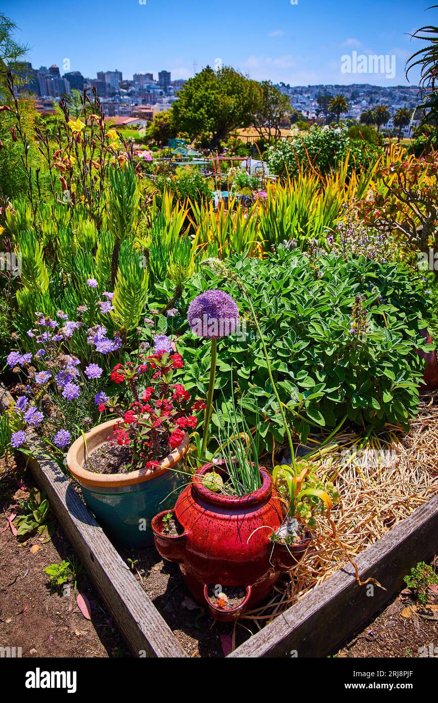 Trama angolare di giardino fiorito con vasi di argilla rossi e abbronzanti con la lontana città di San Francisco Foto Stock