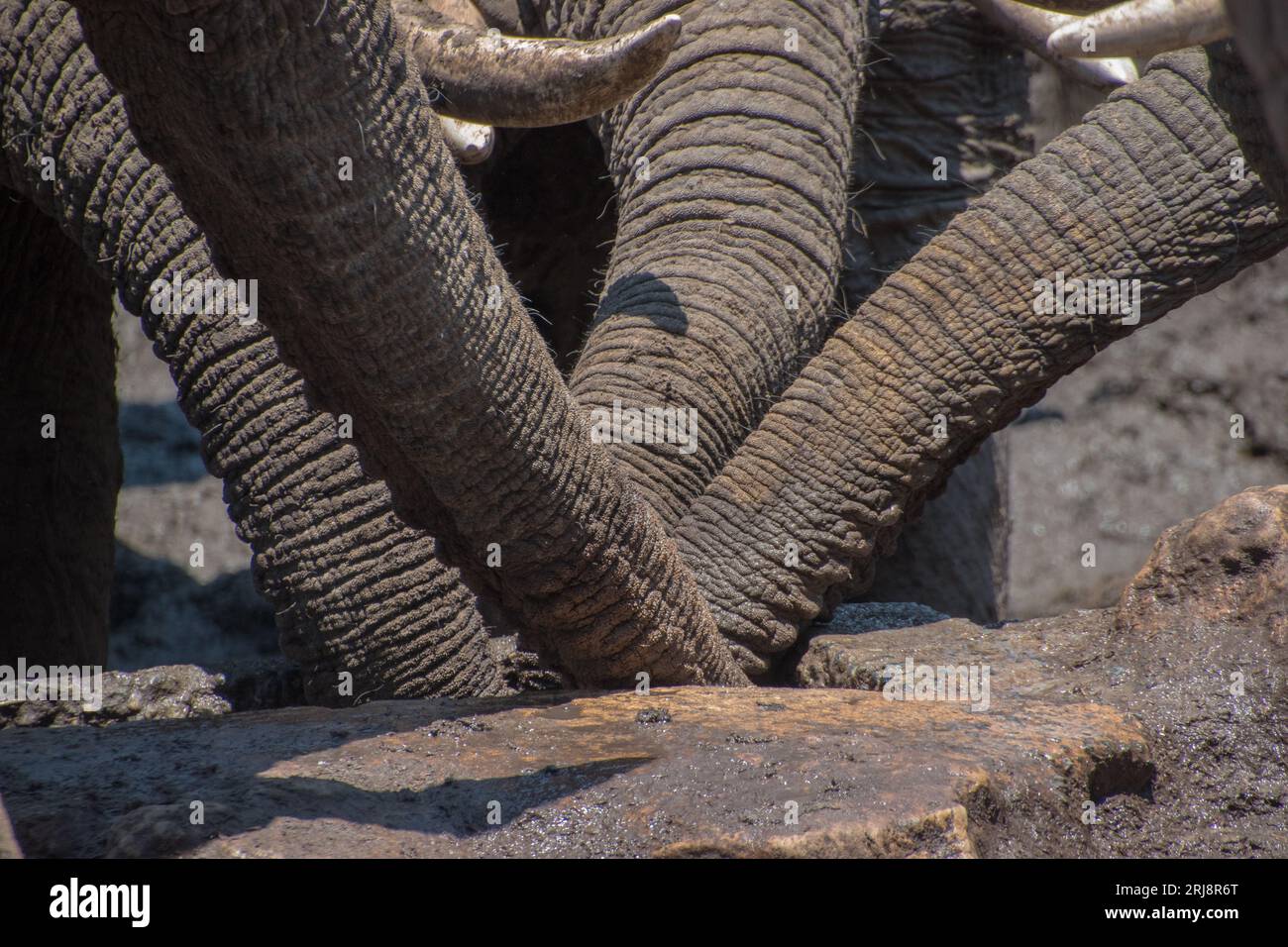 Un primo piano delle zanne degli elefanti Foto Stock
