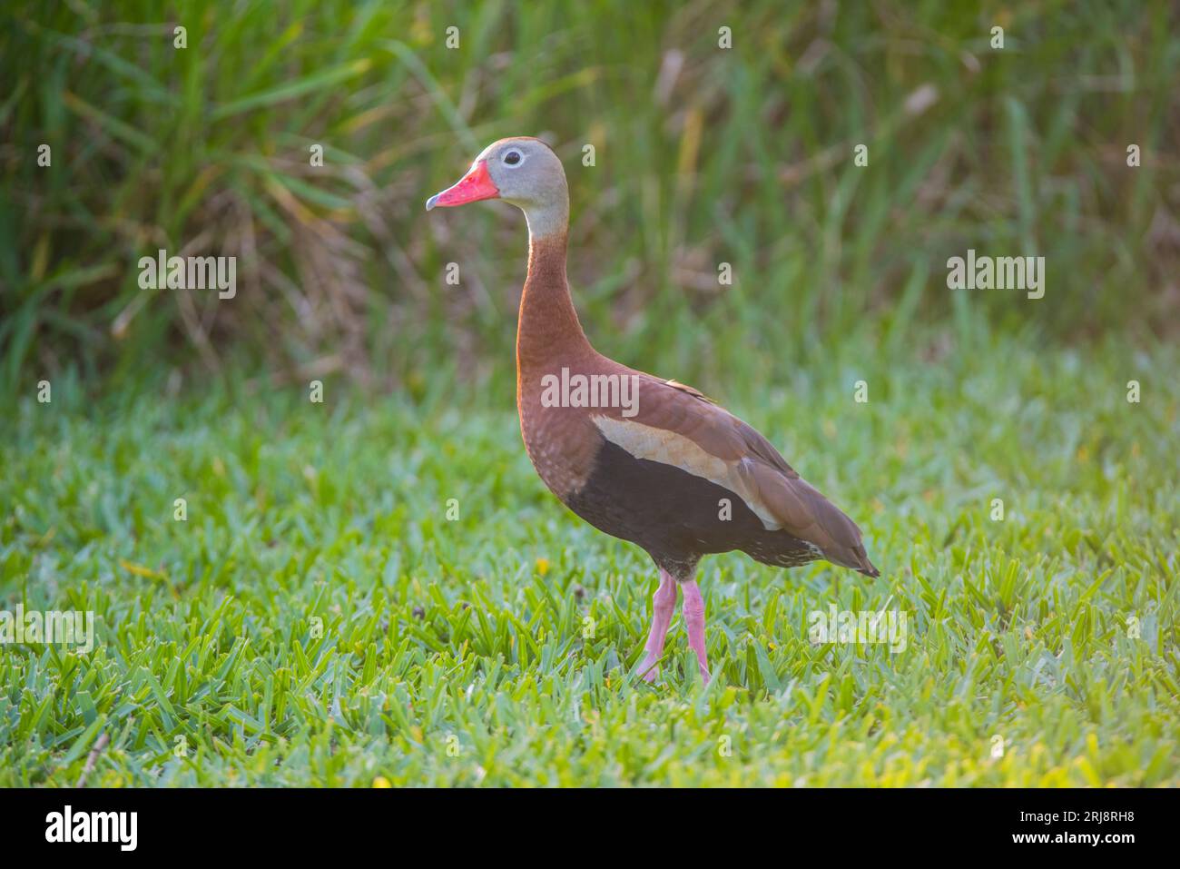 Un'anatra fischiante dai campanelli neri posa su un prato al South padre Island Convention Center, Texas, Stati Uniti. Ottimo per l'identificazione, art. Foto Stock