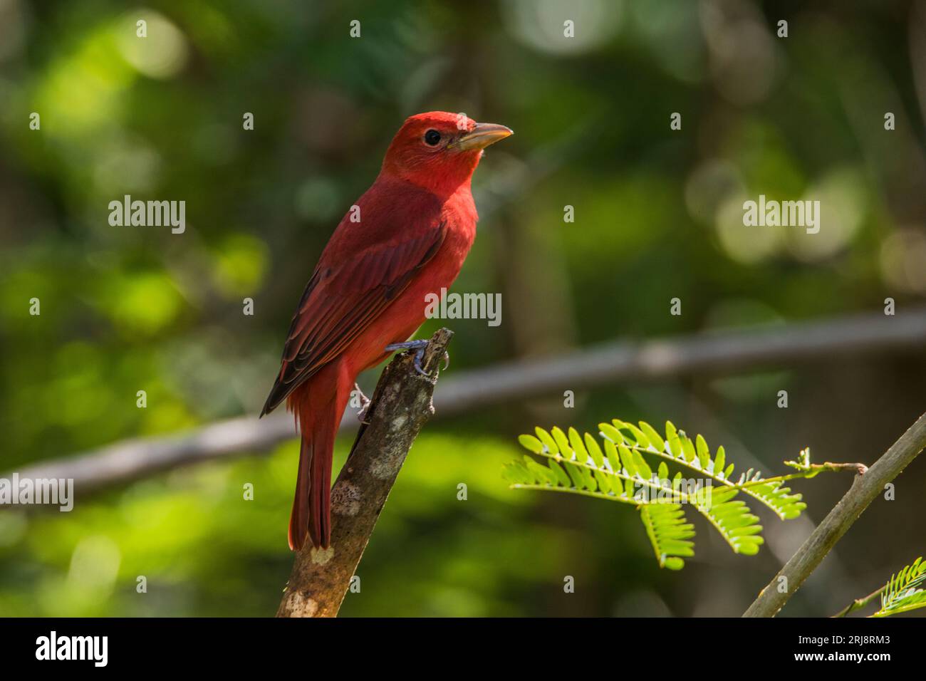 Una tanager estiva maschile su un ramo, tutta rossa, profilo, luce laterale, identificazione, south padre island, texas, usa Foto Stock