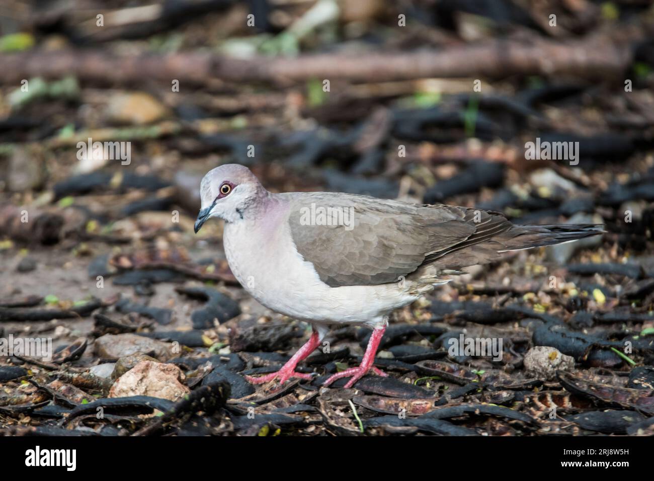 Una colomba dalle punte bianche, la colomba più comune nelle Americhe, cammina a terra al Laguna Atascosa National Wildlife Refuge, Brownsville, Texas, USA Foto Stock