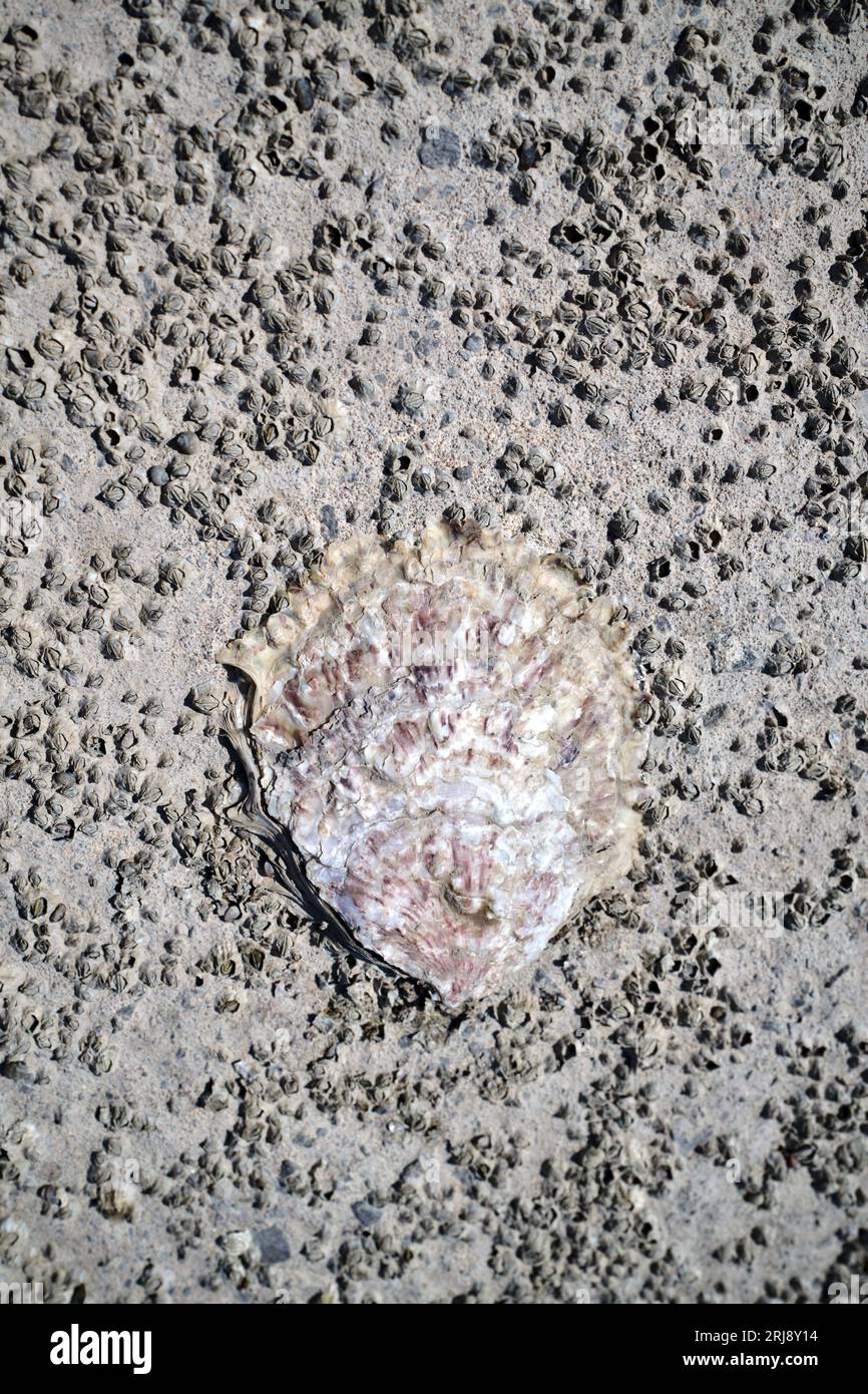 Limpet Shell on the Beach a Penarth, Galles del Sud Foto Stock