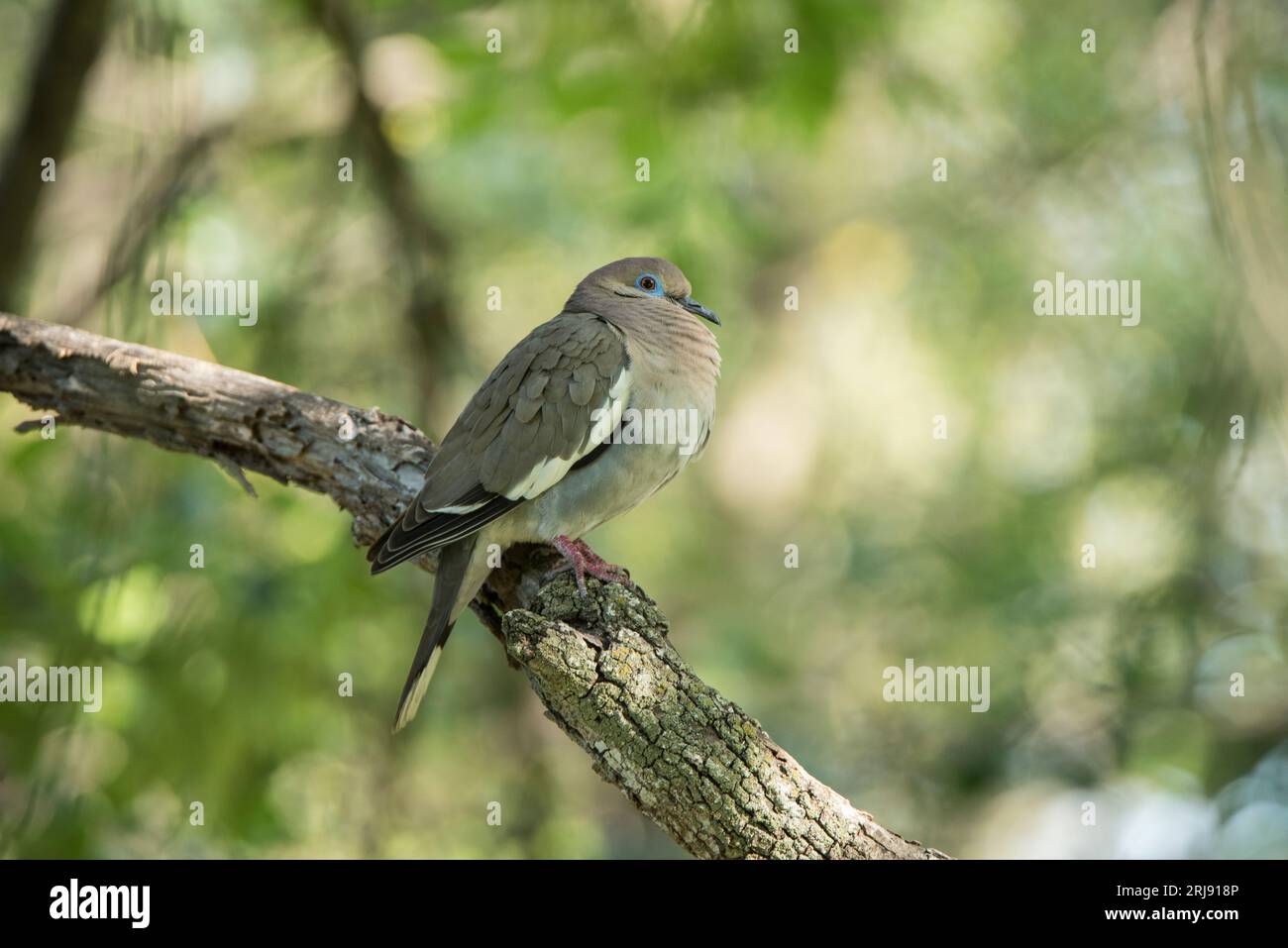 Una colomba dalle ali bianche poggia su un ramo di albero a Corpus Christi, Texas, Stati Uniti Foto Stock