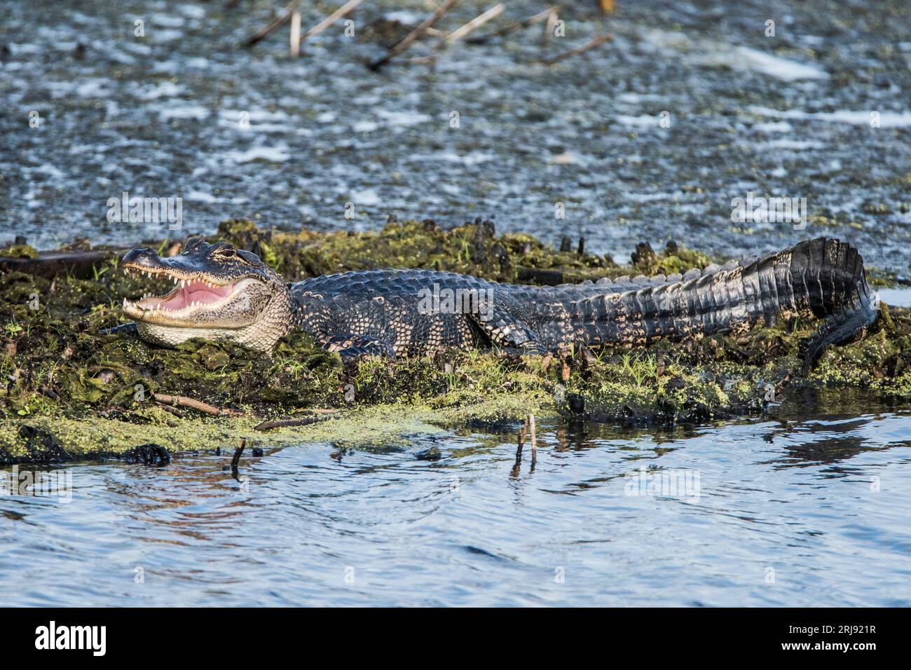 Un alligatore riposa su un'isola galleggiante con la bocca aperta a metà, Anahuac, NWR, Texas, USA Foto Stock