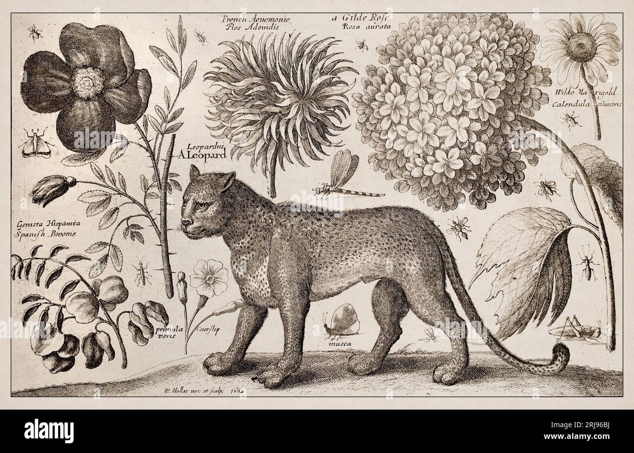 1663 Etching di Wenceslaus Hollar. Squisita rappresentazione antica di soggetti zoologici e botanici, finemente dettagliata su uno sfondo seppia. Leopa Foto Stock