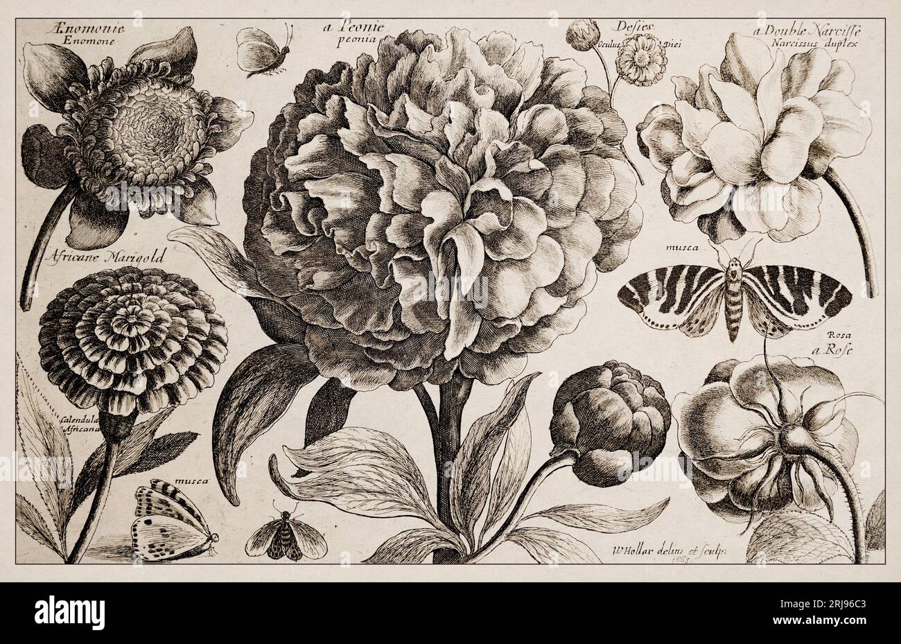 1663 Etching di Wenceslaus Hollar. Squisita rappresentazione botanica antica, finemente dettagliata su uno sfondo seppia. Foto Stock