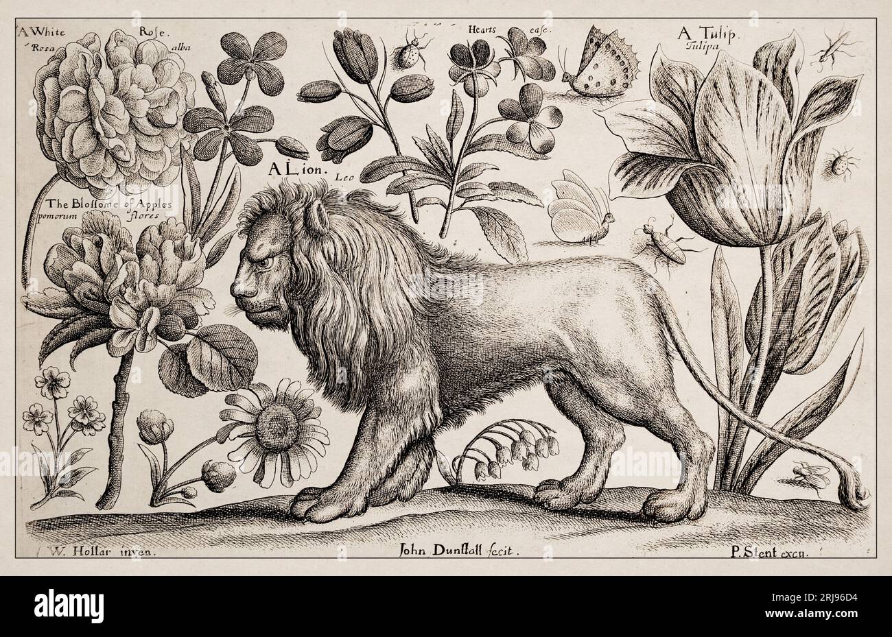 1663 Etching di Wenceslaus Hollar. Squisita rappresentazione antica di soggetti zoologici e botanici, finemente dettagliata su uno sfondo seppia. Un Lio Foto Stock