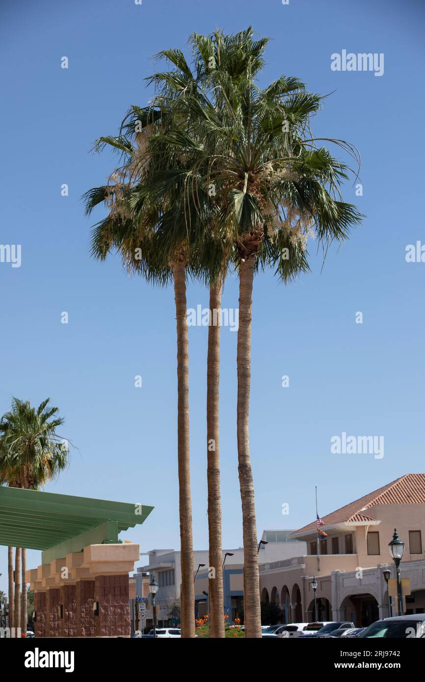 Yuma, Arizona, USA - 27 maggio 2022: Il sole del pomeriggio splende sulle palme e sugli edifici del centro storico di Yuma. Foto Stock