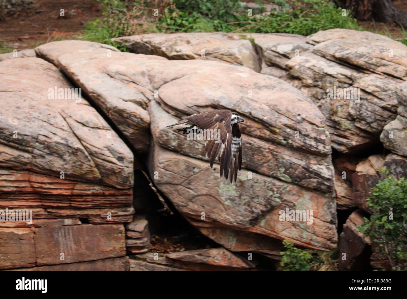 Osprey o Pandion haliaetus con un pesce al lago Woods Canyon vicino a Payson, Arizona. Foto Stock